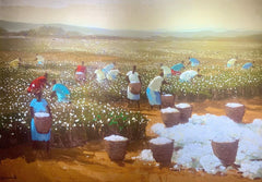 Colheita de Algodão